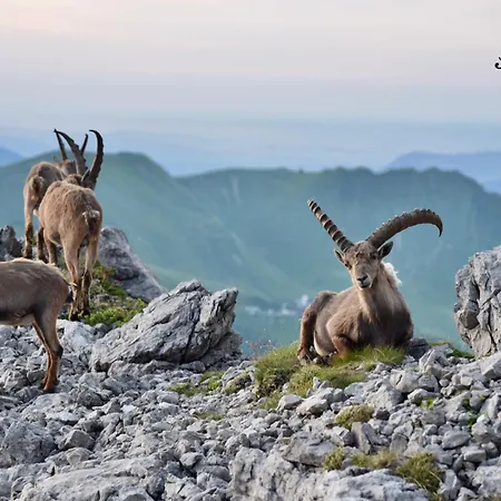 Διαμέρισμα Scheibenhaus *
