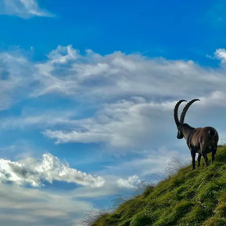 Διαμέρισμα Scheibenhaus